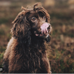 Dog Poop Pickup in woodhaven