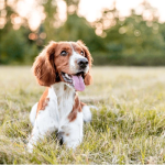 Dog Poop Pickup in woodhaven