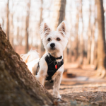 Dog Poop Pickup in woodhaven